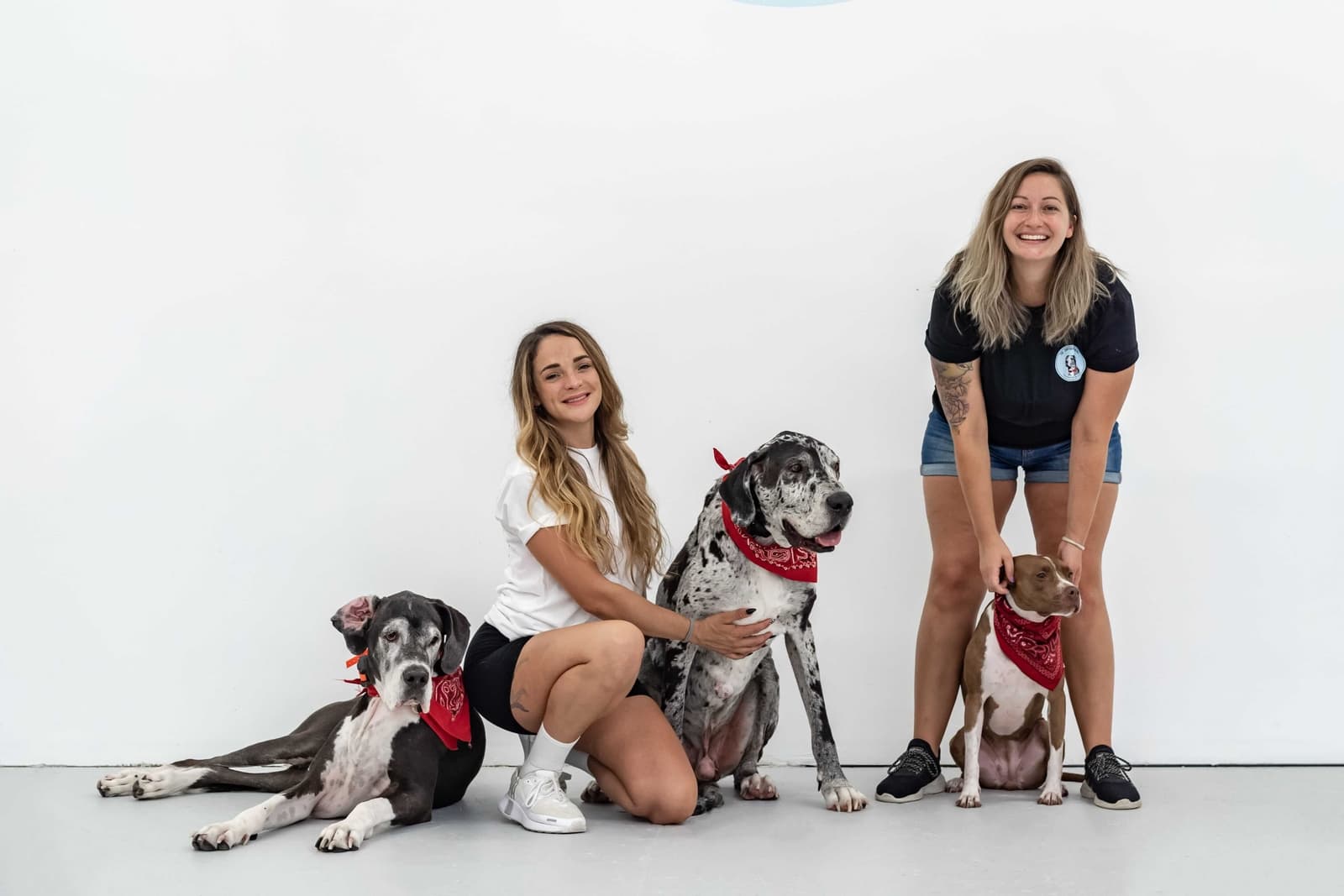 Bootcamp Program West Palm Beach The Confident Canine